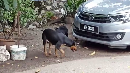 Le problème des chiens sauvages à Kepong Satellite City